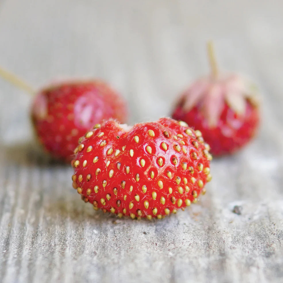 Marshall Strawberry Plant
