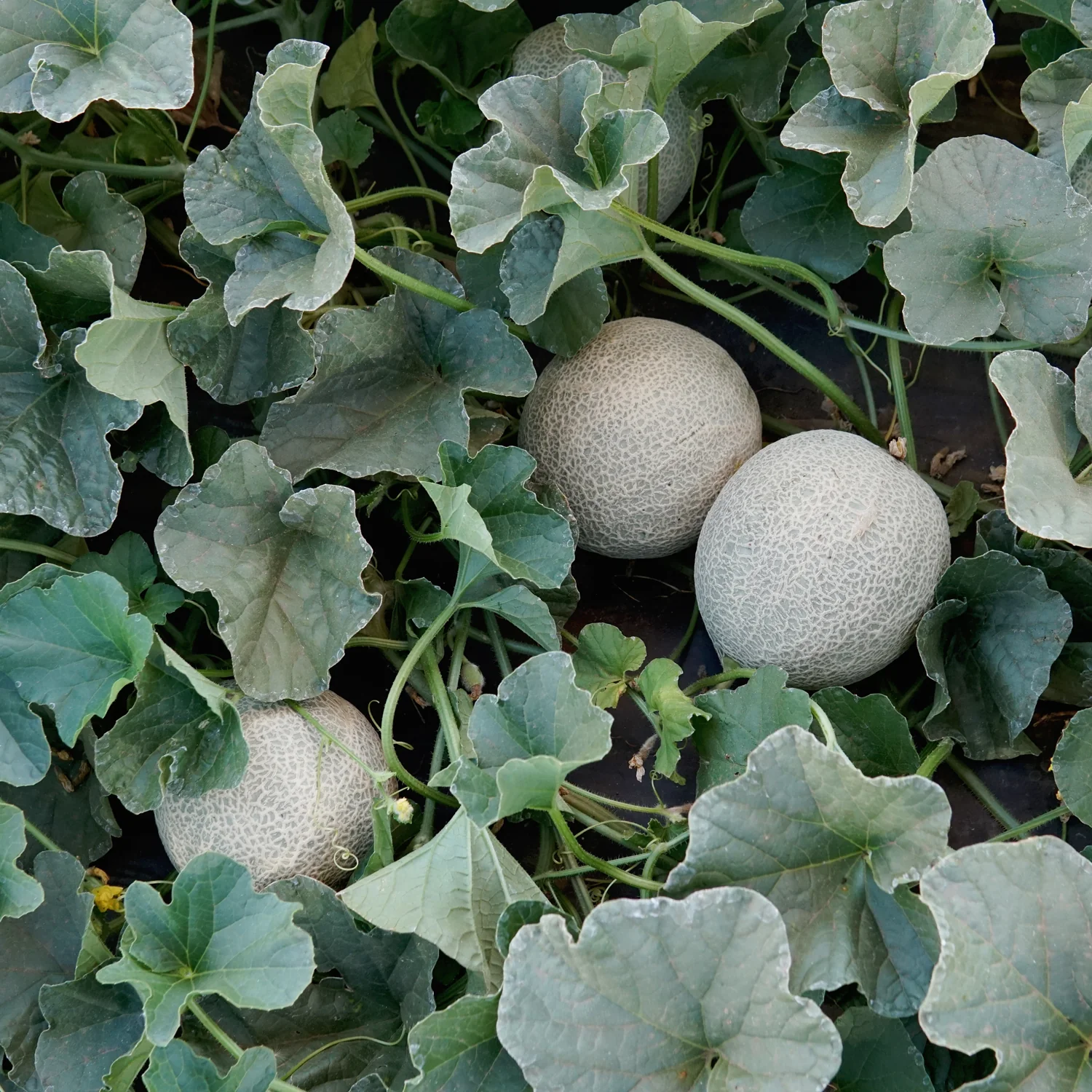 Sugar Cube Cantaloupe - Image 2