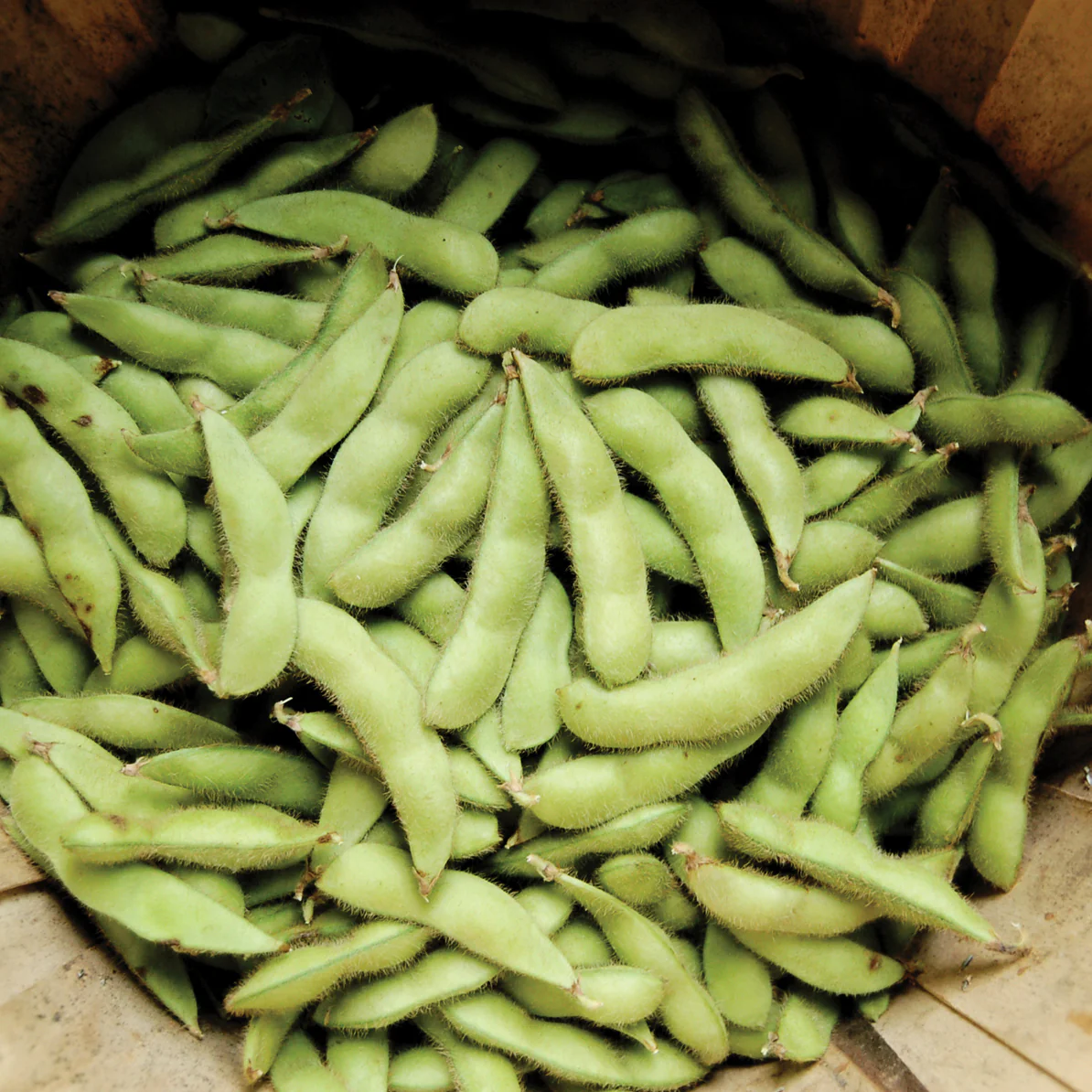 Midori Giant Bean