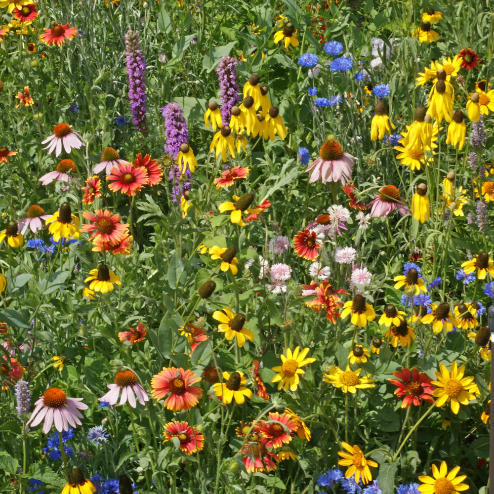 Midwest Wildflower Mix