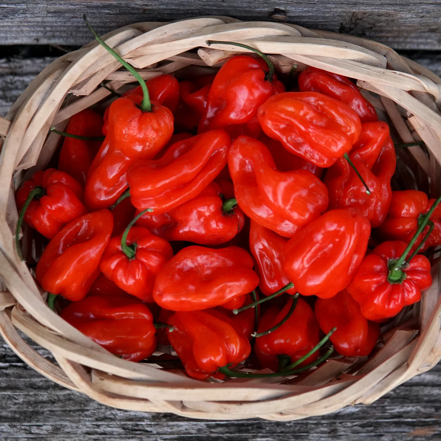 Mild Thing Pepper - Image 3