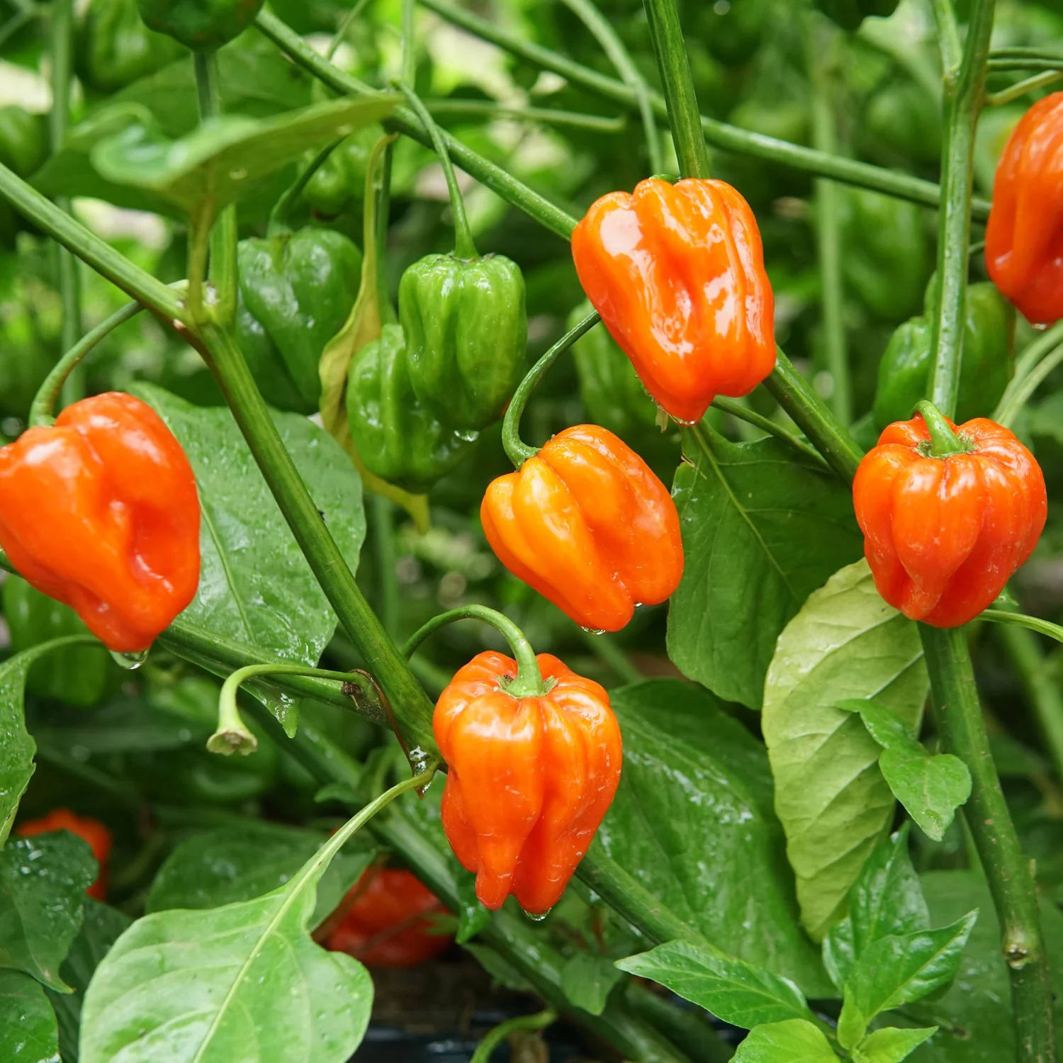 Mild Thing Pepper - Image 4