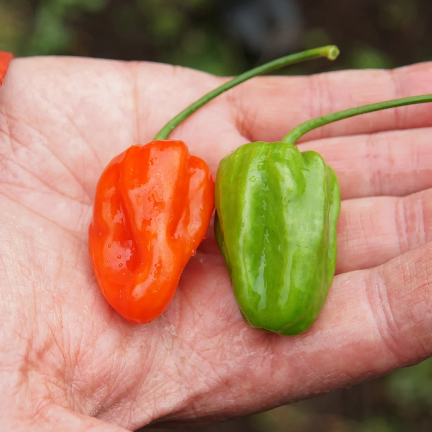 Mild Thing Pepper - Image 5