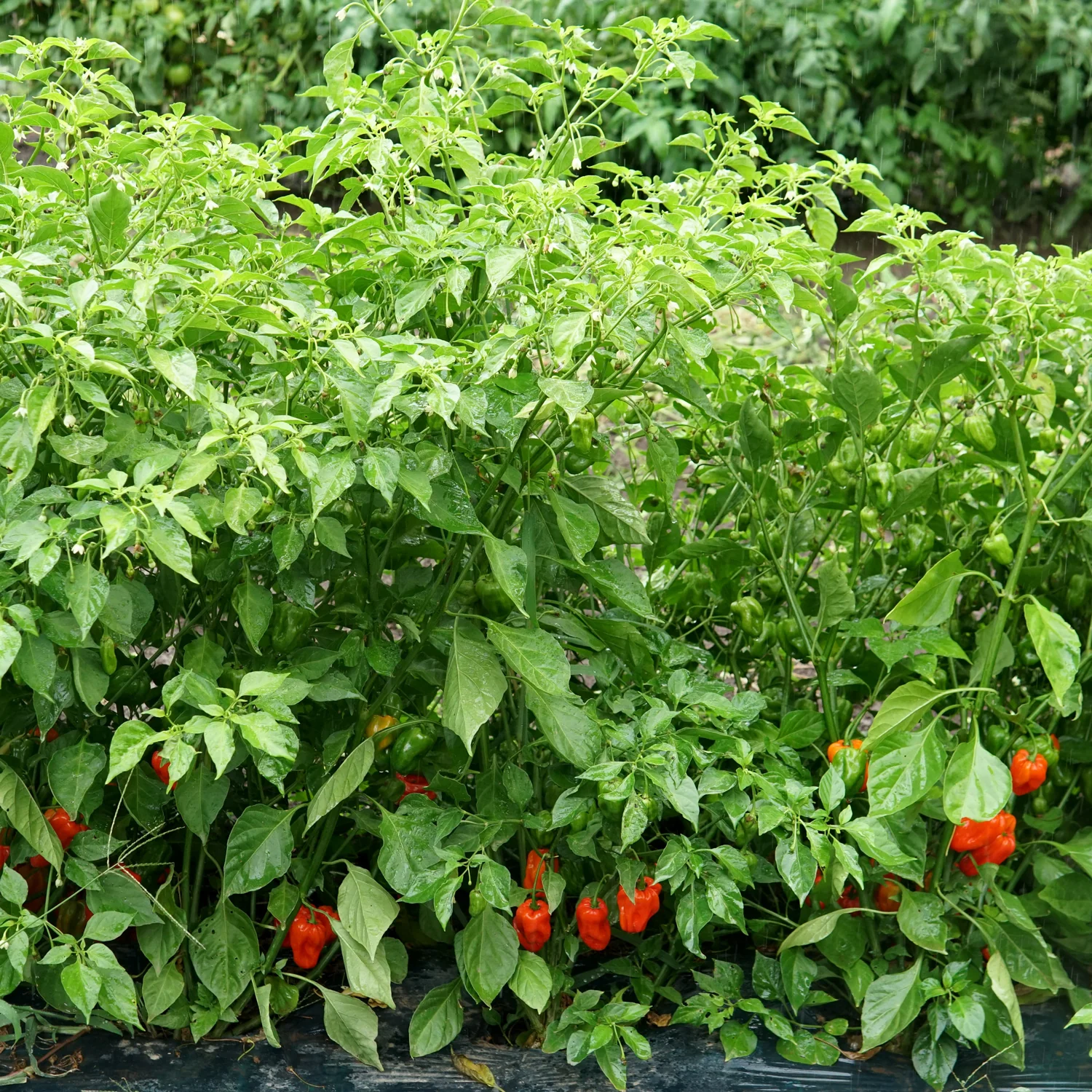 Mild Thing Pepper - Image 6
