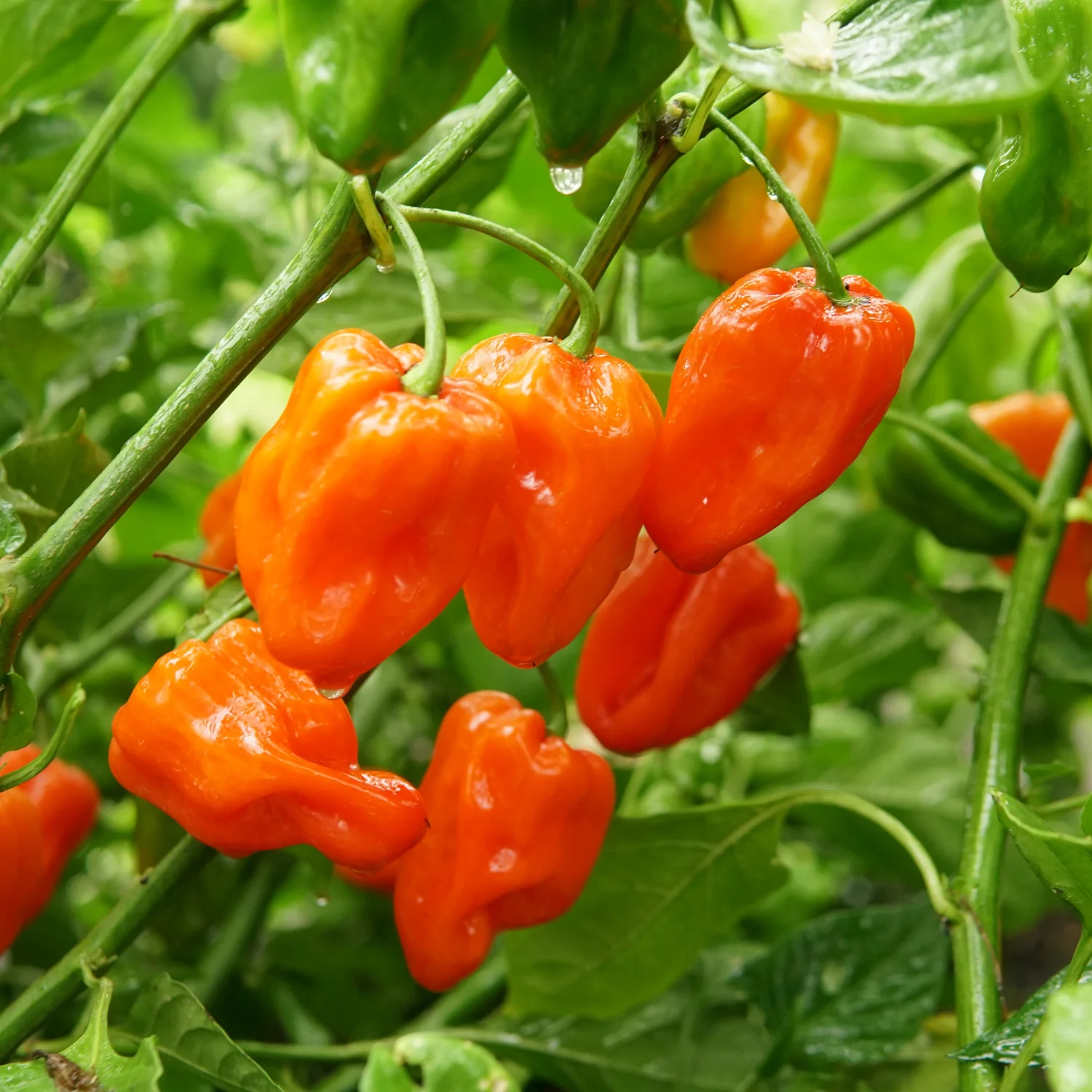 Mild Thing Pepper - Image 7