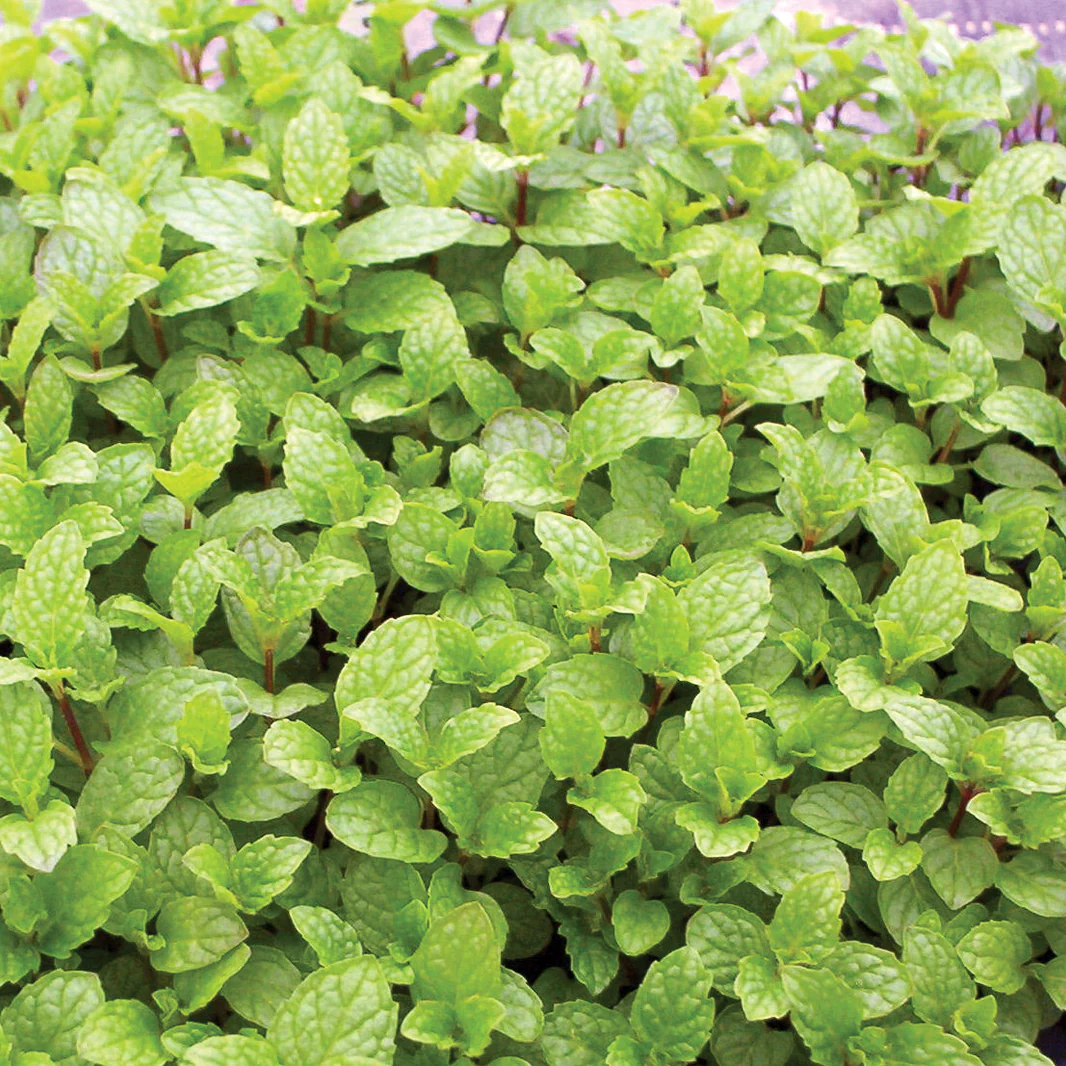 Mojito Mint