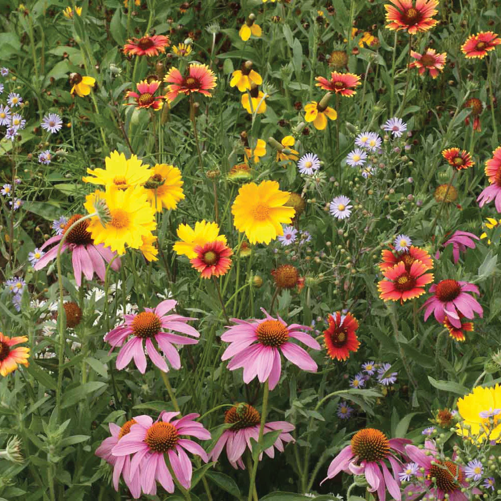 Bee Feed Seed Mat