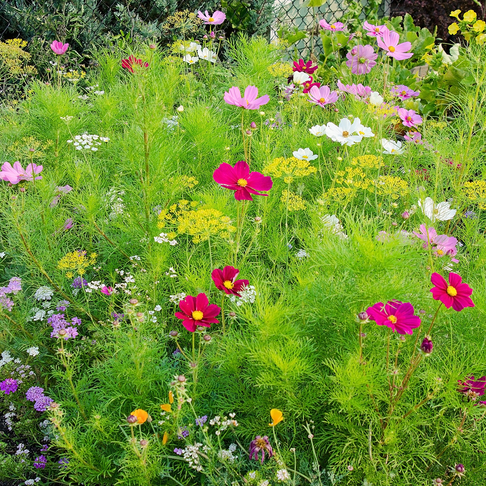Beneficial Bug Seed Mat