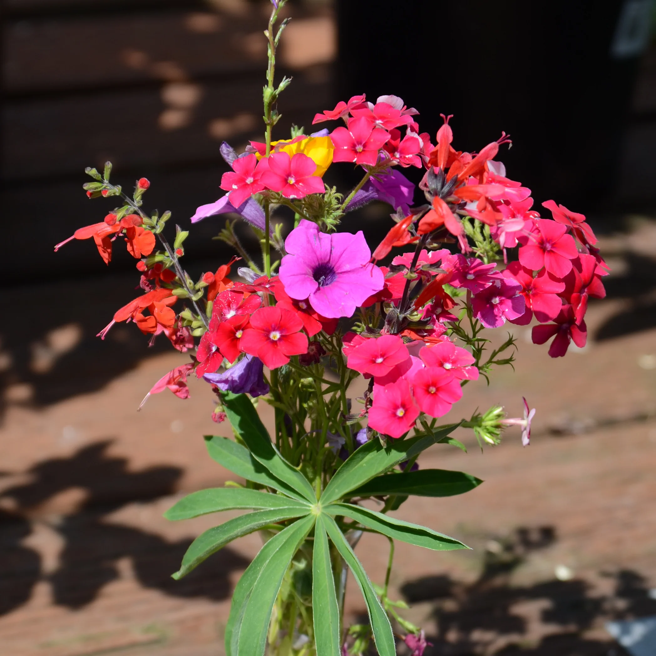 Hummingbird Mix - Image 2