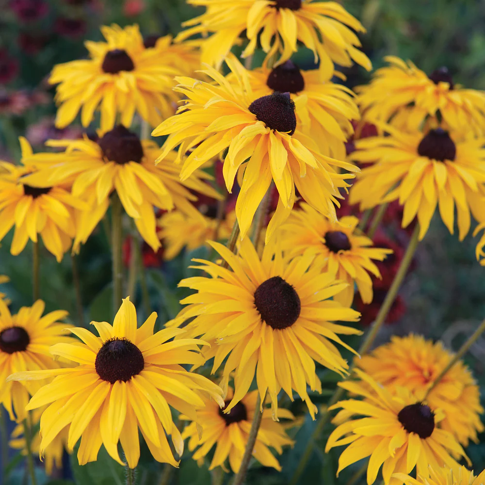 Moppets Rudbeckia