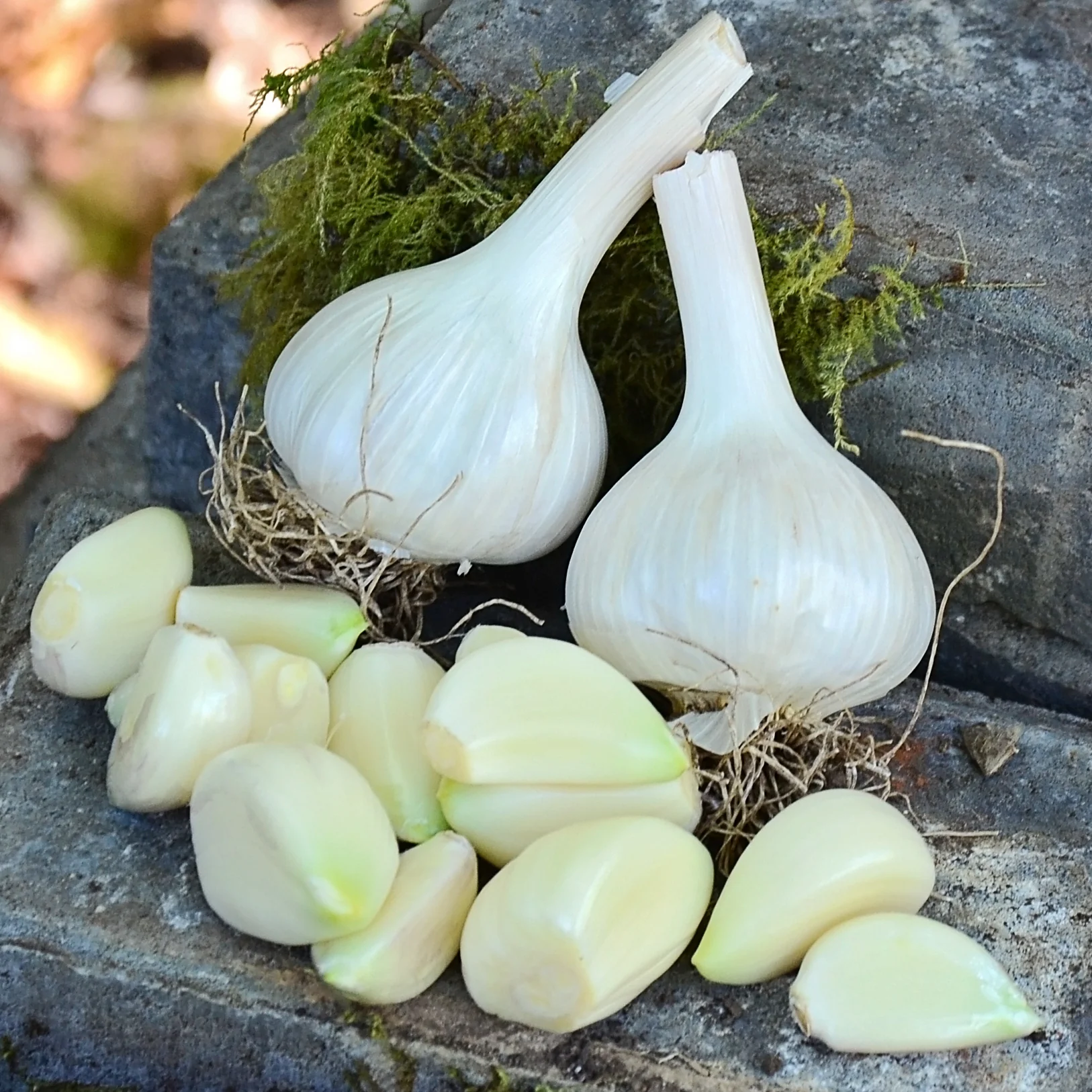 Mount Hood Garlic