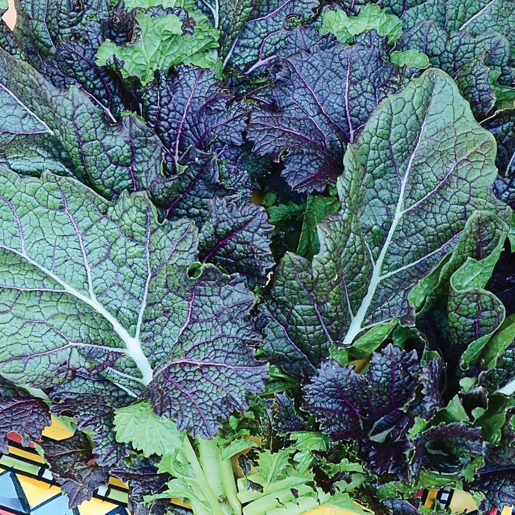 Dragon Tongue Mustard - Image 3