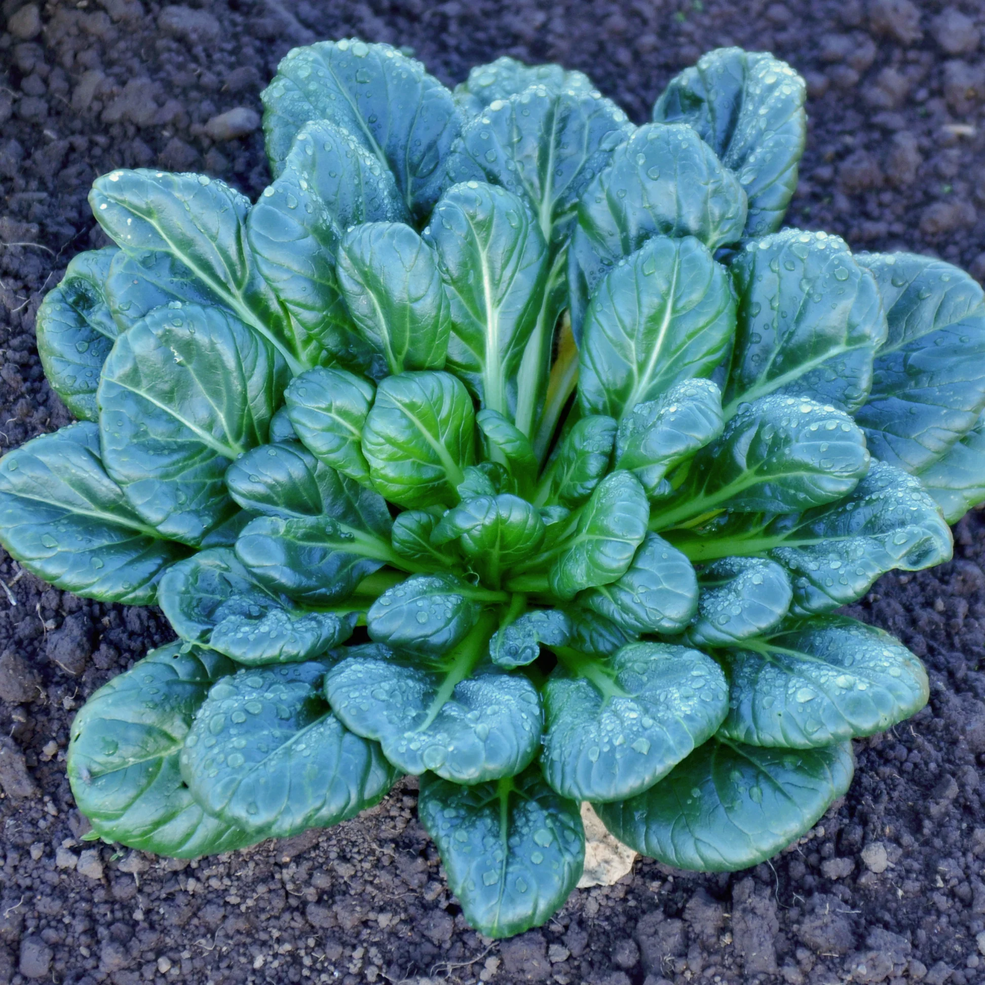 Green Coin Tatsoi Mustard