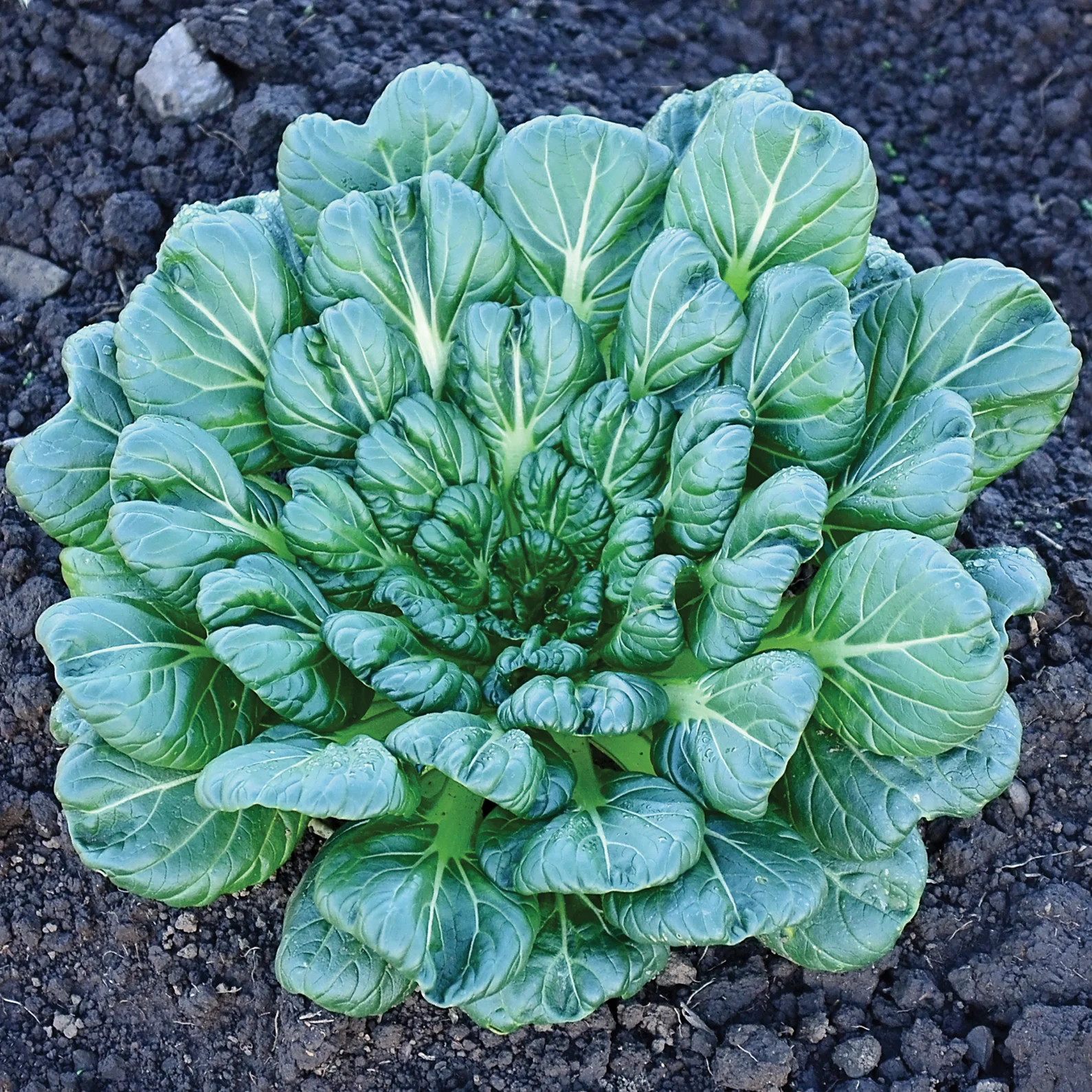 Tah Tsai Tatsoi Mustard