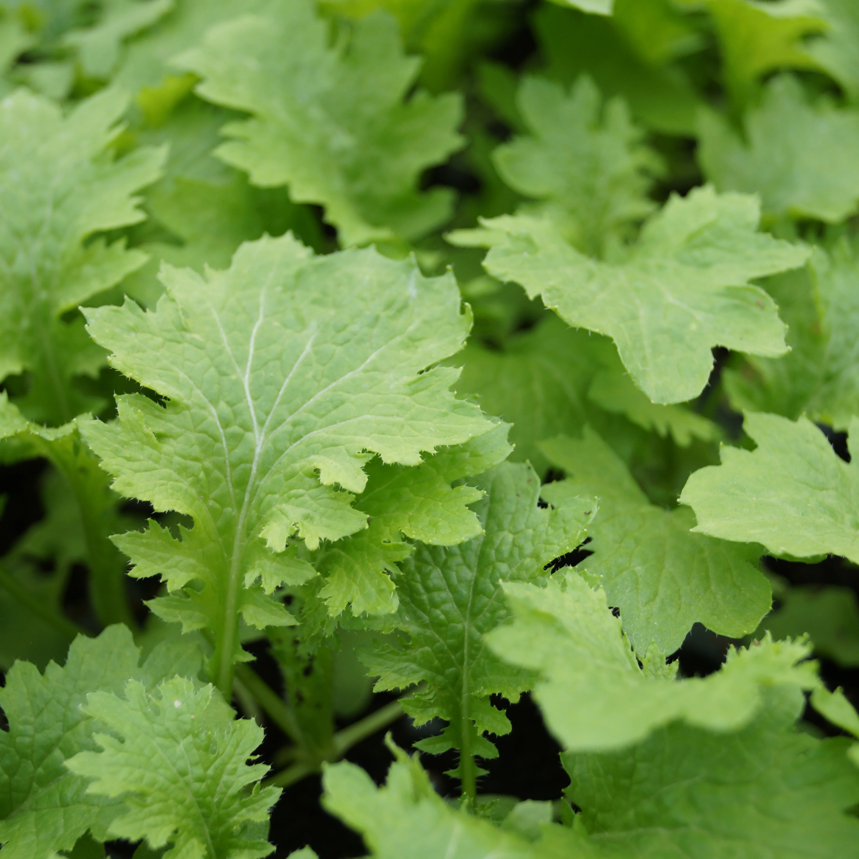 Wasabina Mustard - Image 2