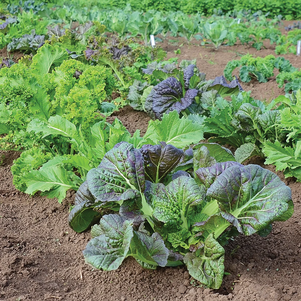 Wild Garden Mustards