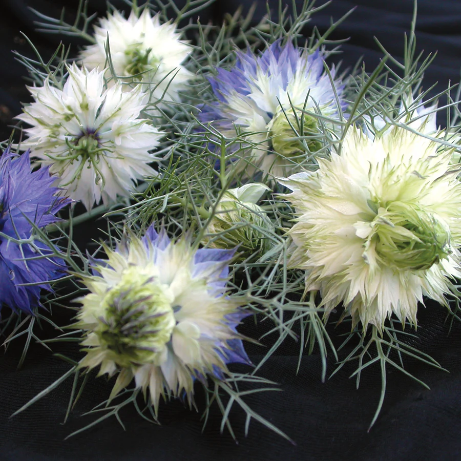 Persian Jewels Nigella