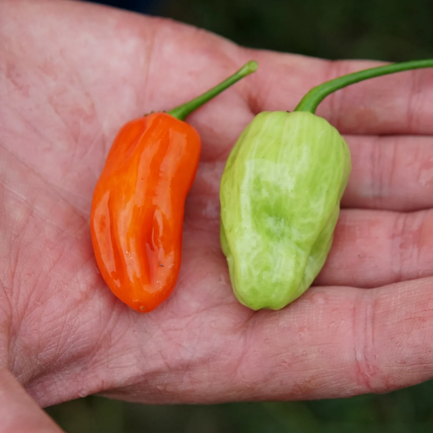 Notta Hotta Pepper - Image 3