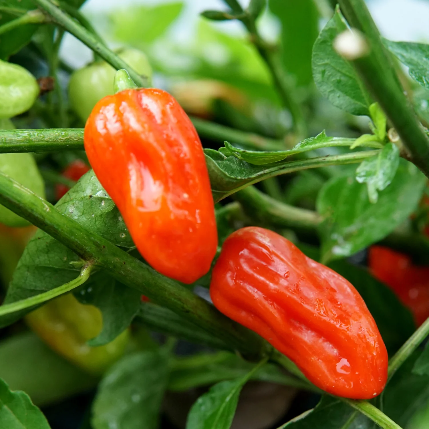 Notta Hotta Pepper - Image 5