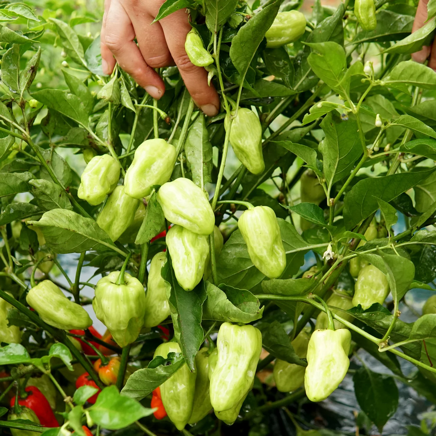 Notta Hotta Pepper - Image 7