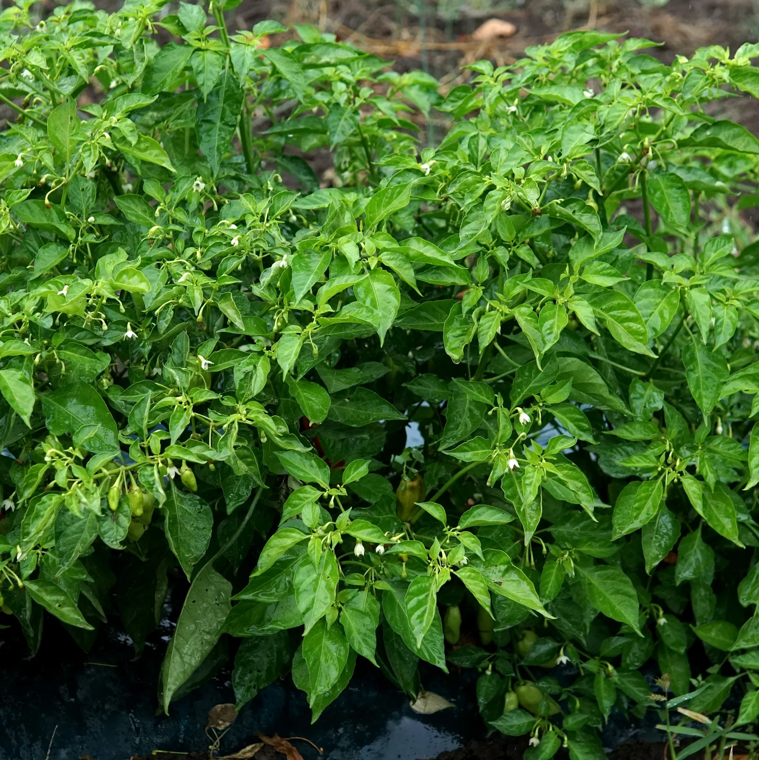 Notta Hotta Pepper - Image 8