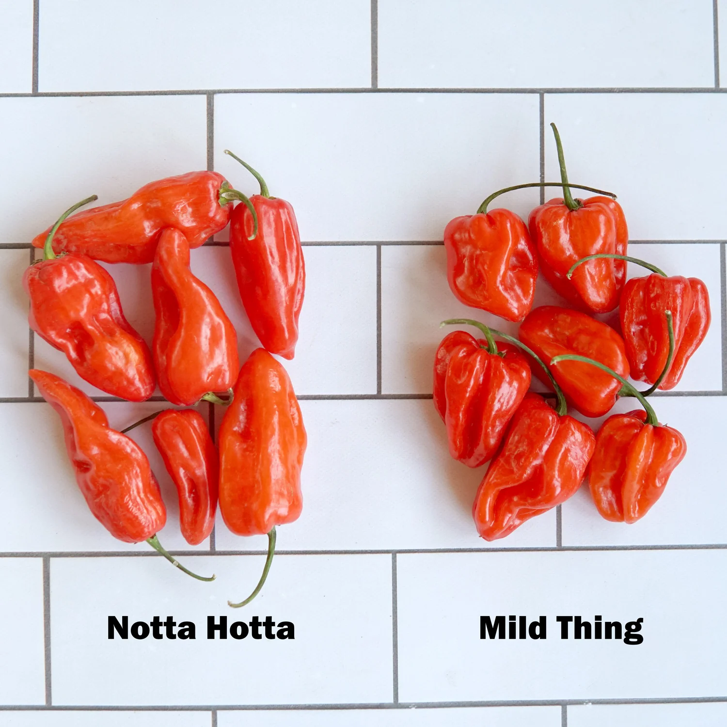 Notta Hotta Pepper - Image 9