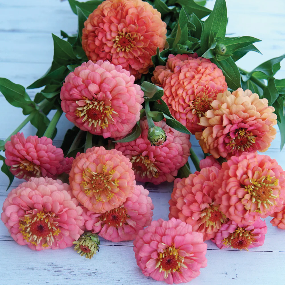 Oklahoma Salmon Zinnia