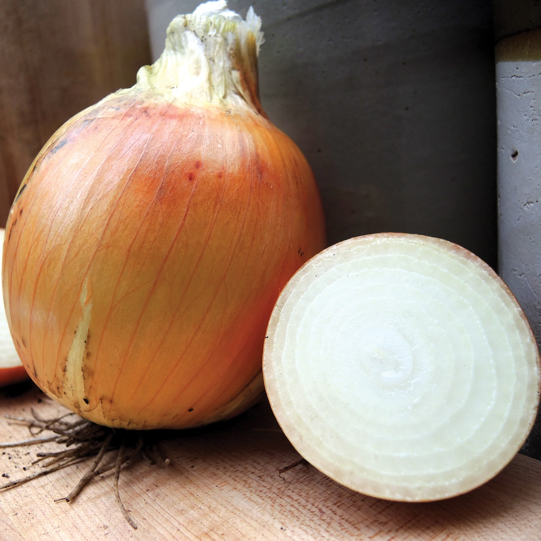 Cortland Onion - Image 3