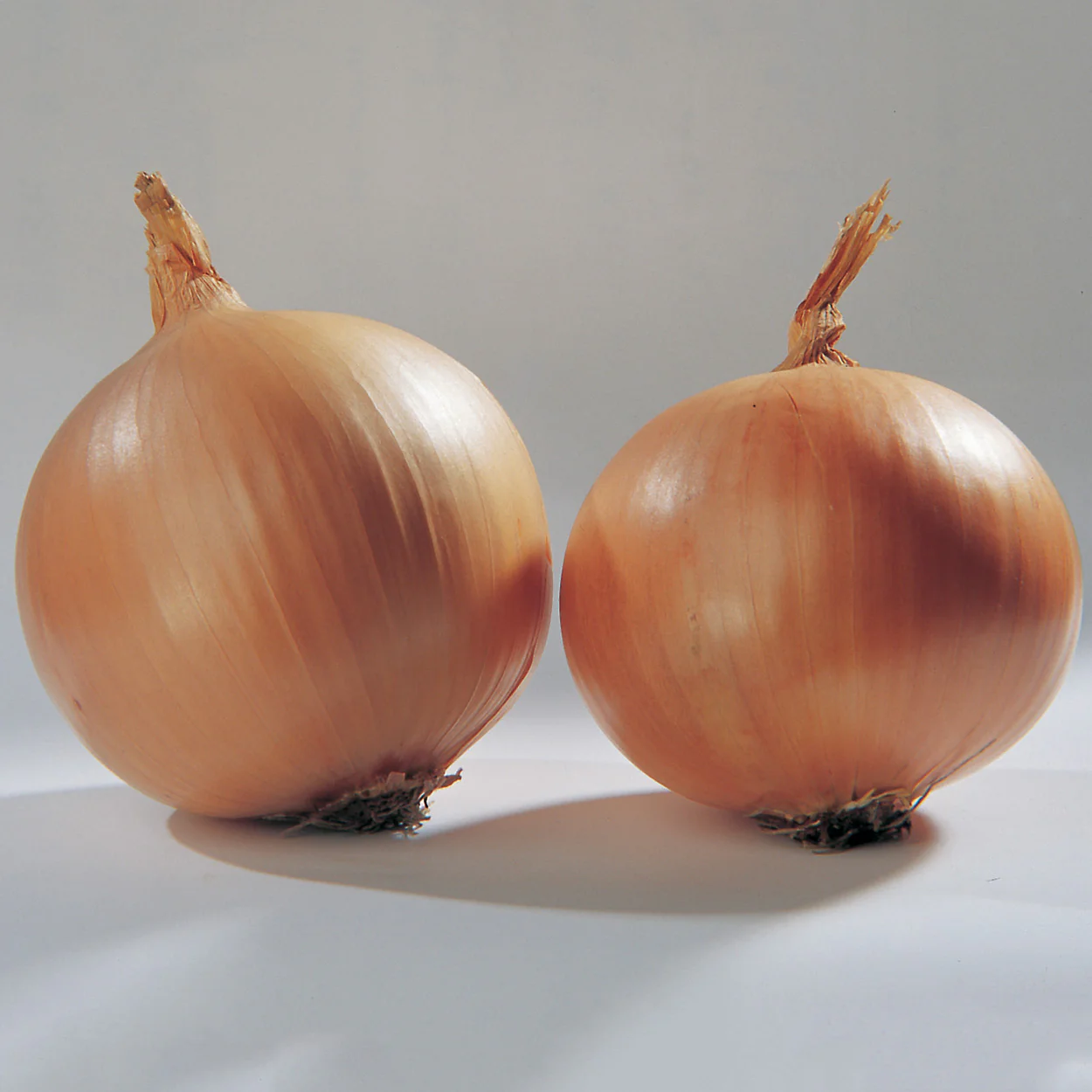 Cortland Onion - Image 4