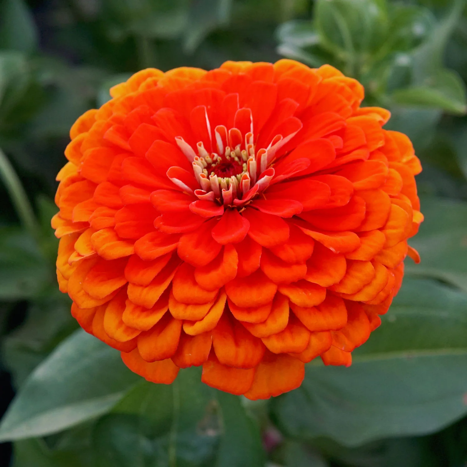 Orange King Zinnia - Image 6