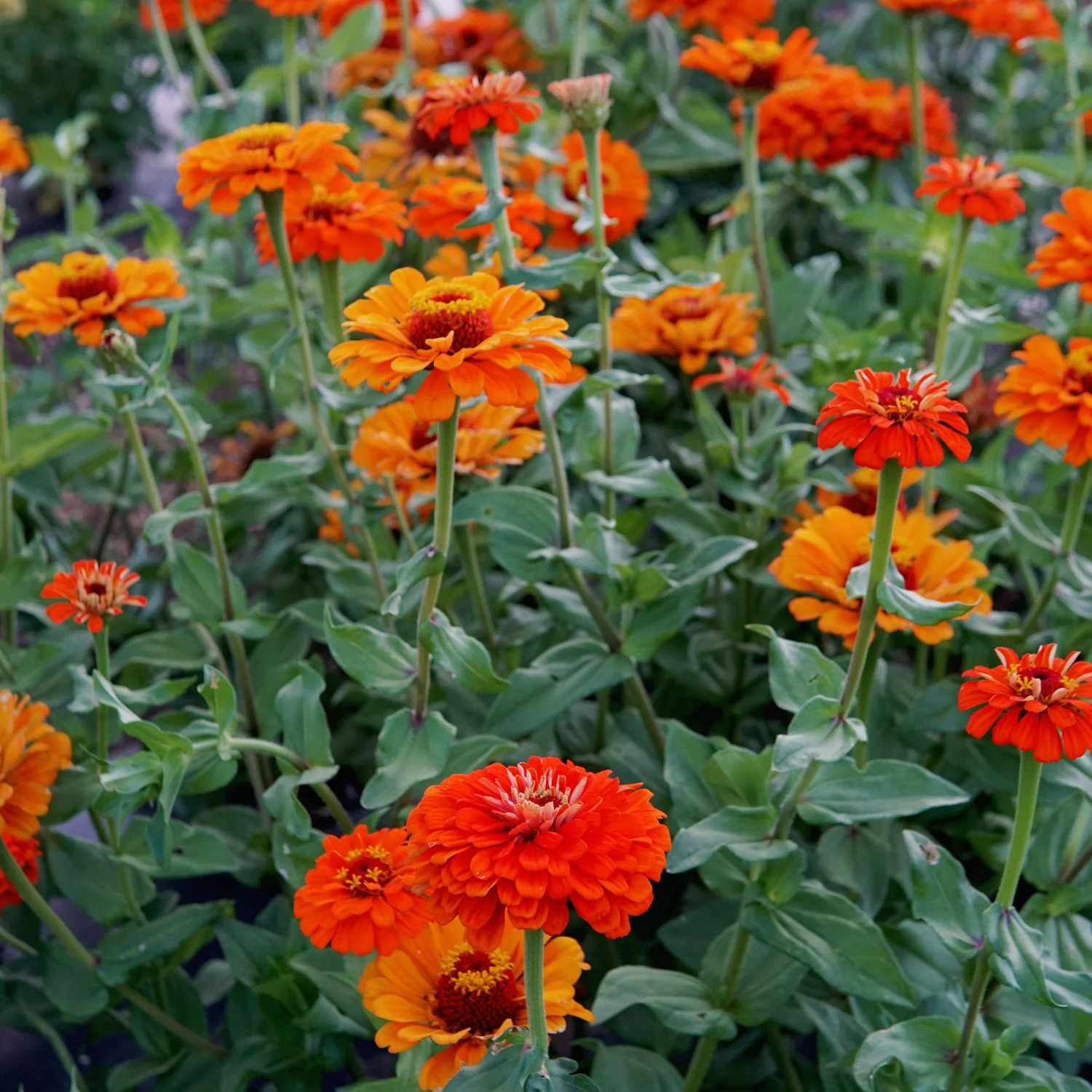 Orange King Zinnia - Image 7