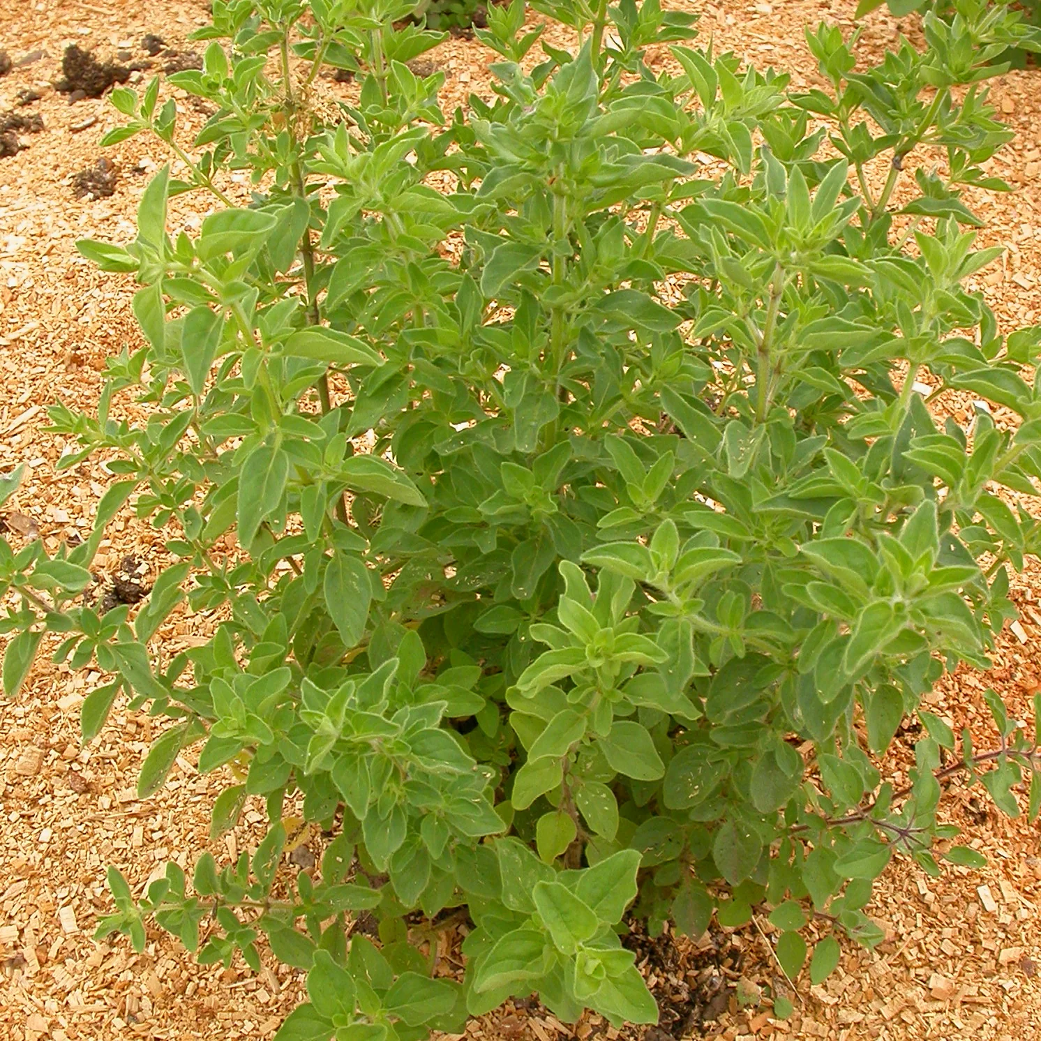 Greek Oregano