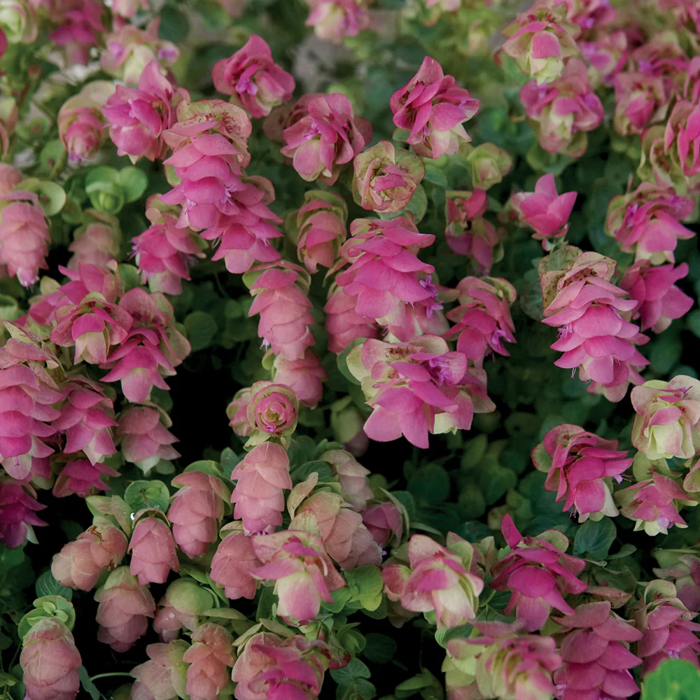 Kirigami Oregano