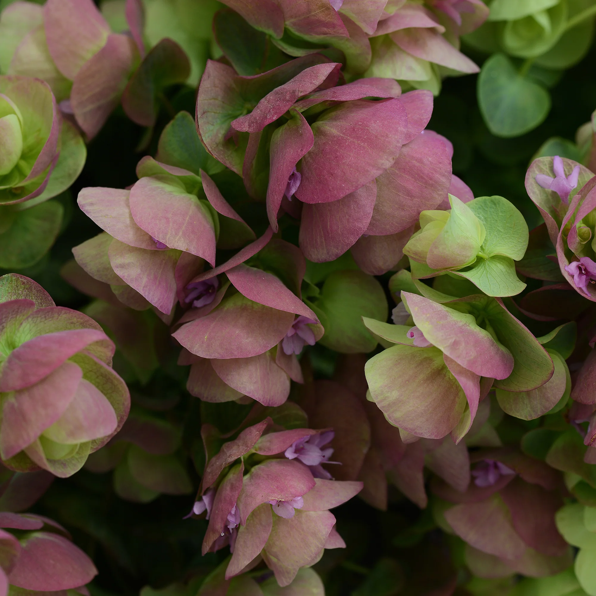 Kirigami Oregano - Image 2
