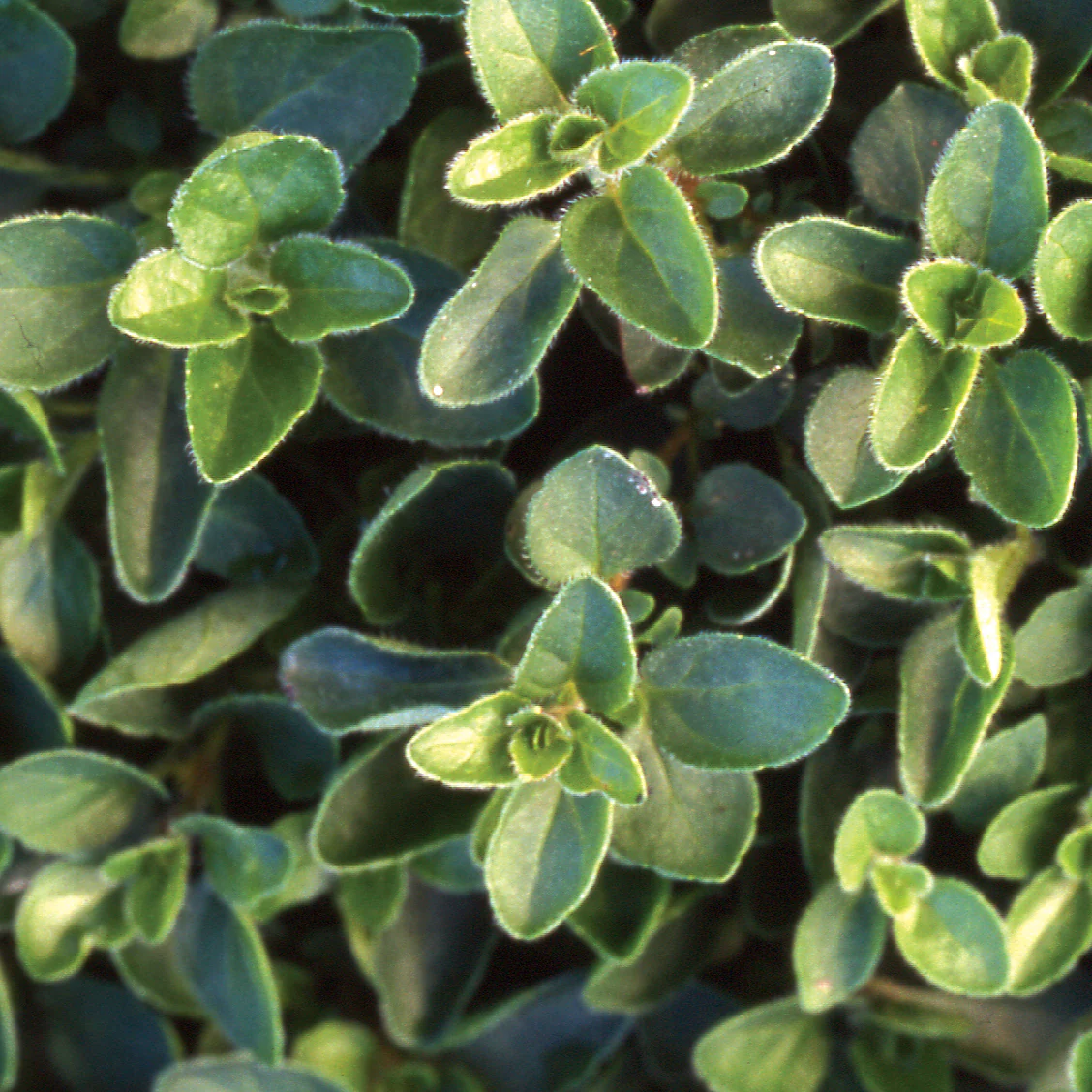 Oregano