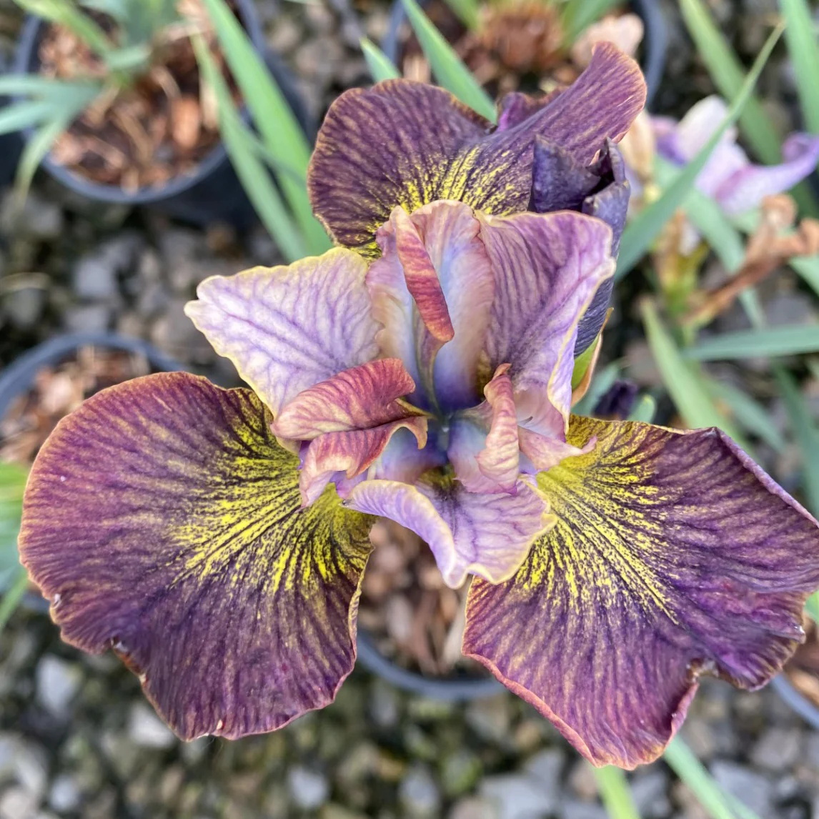 Painted Woman Iris Plant - Image 3