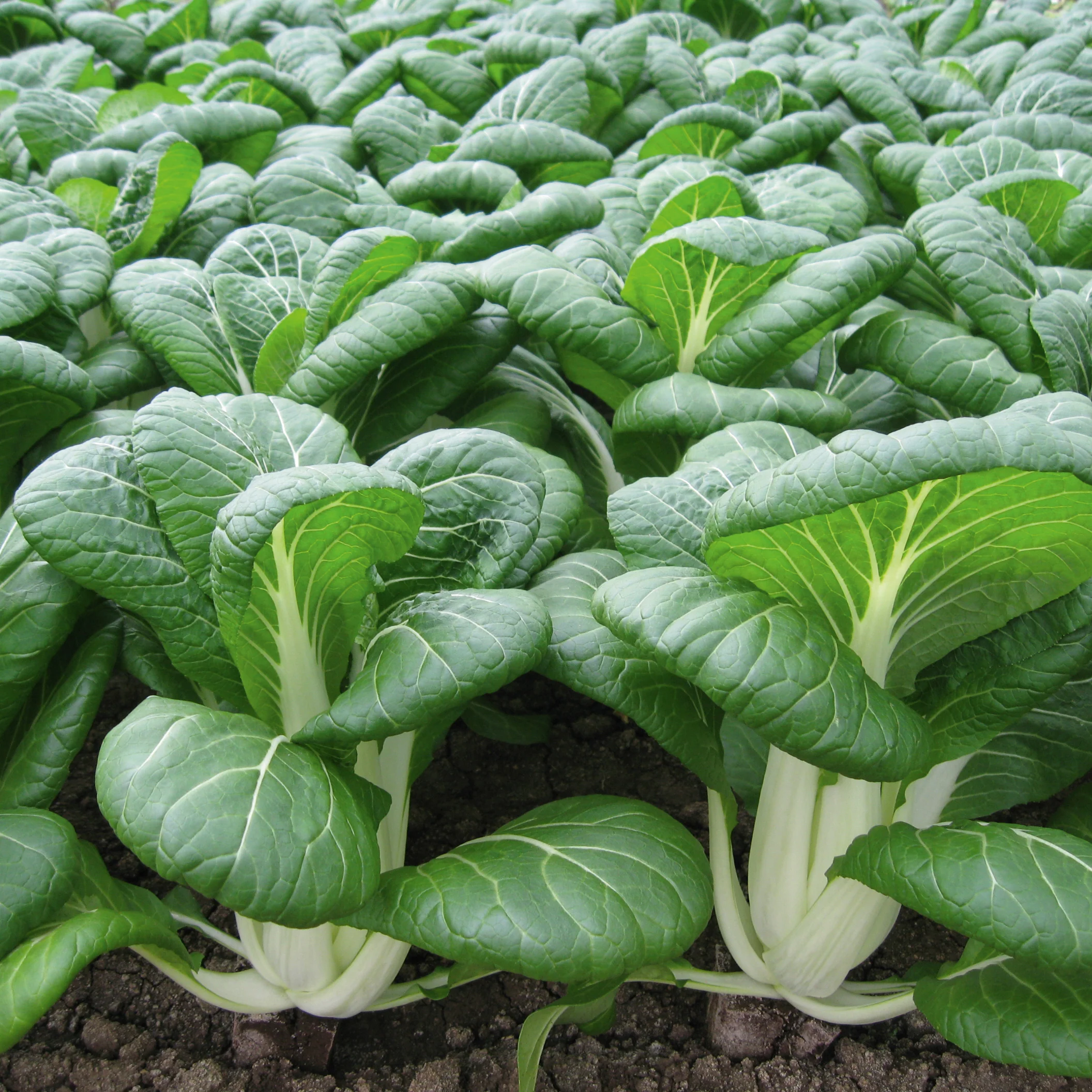 Bopak Pak Choi