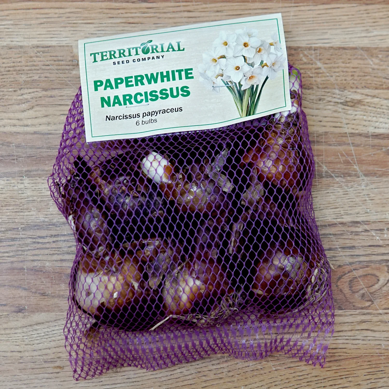Paperwhite Narcissus - Image 3