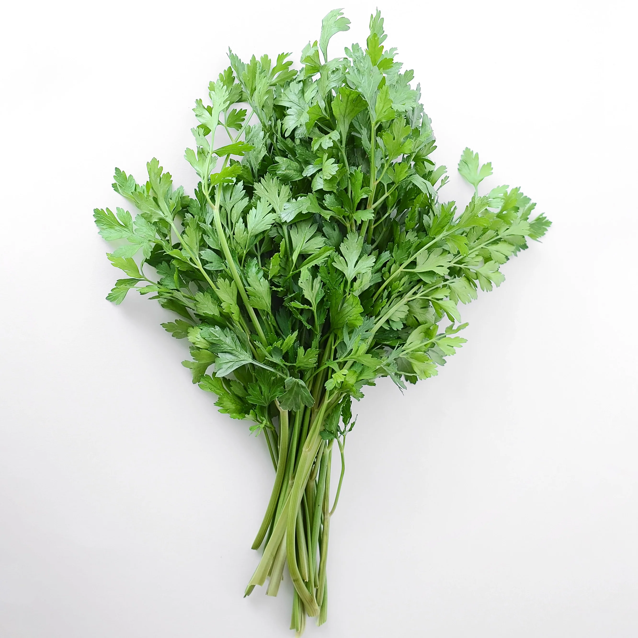 Dark Green Italian Plain Parsley