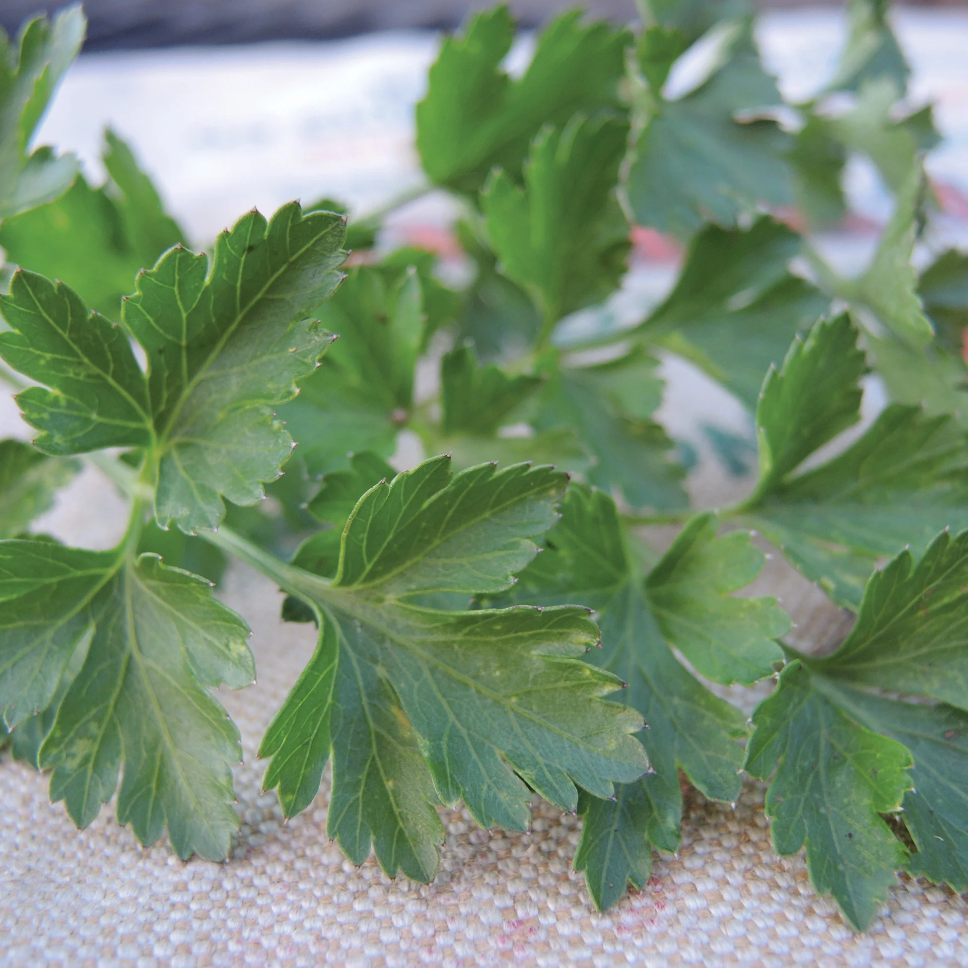 Dark Green Italian Plain Parsley - Image 2