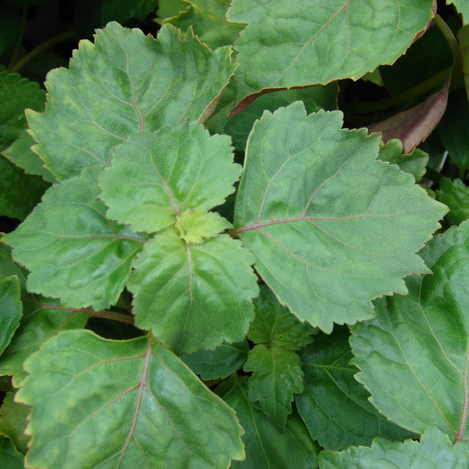 Patchouli - Image 2