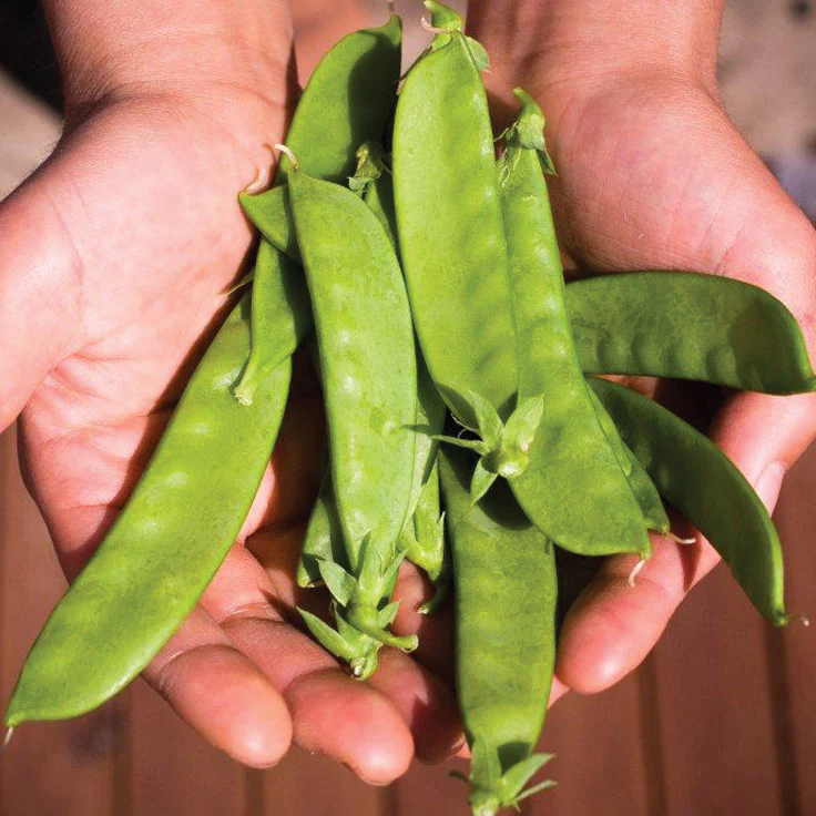Avalanche Pea - Image 2