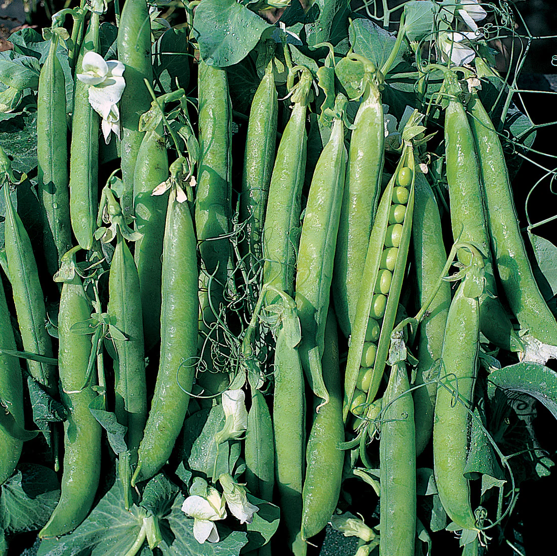 Canoe Pea - Image 2