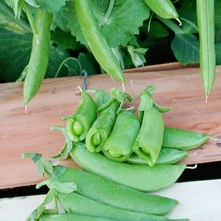 Cascadia Pea - Image 2