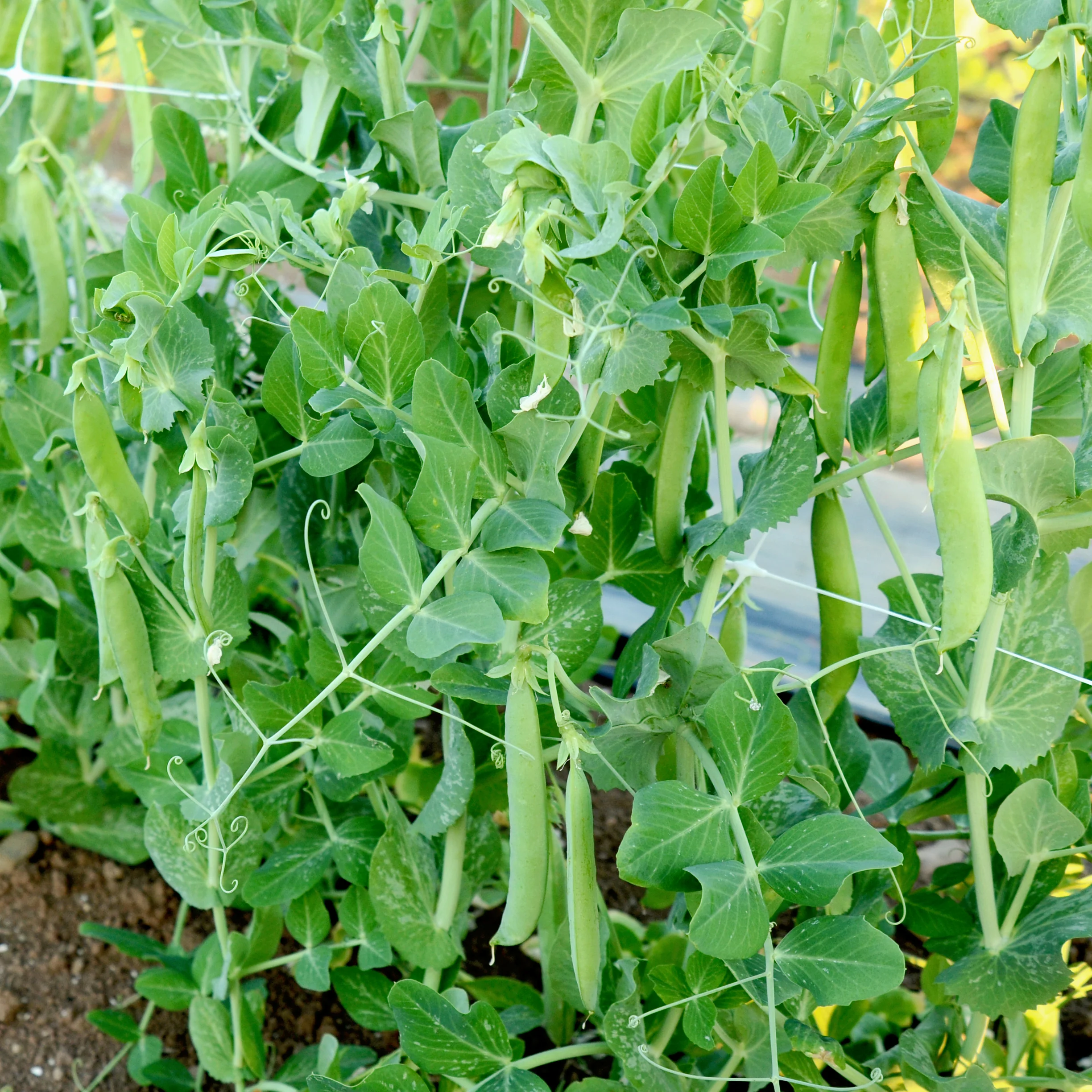 Maestro Pea - Image 3