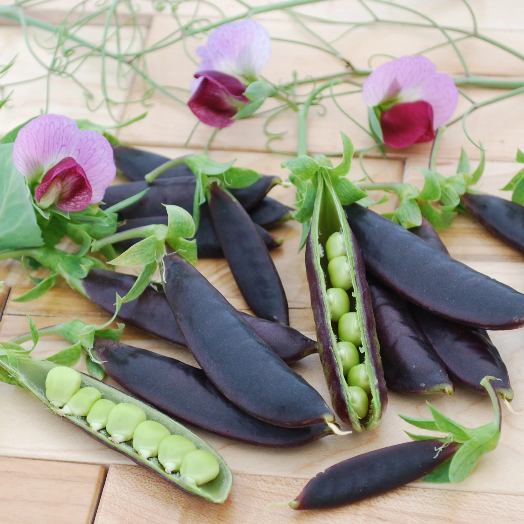 Sugar Magnolia Pea - Image 2