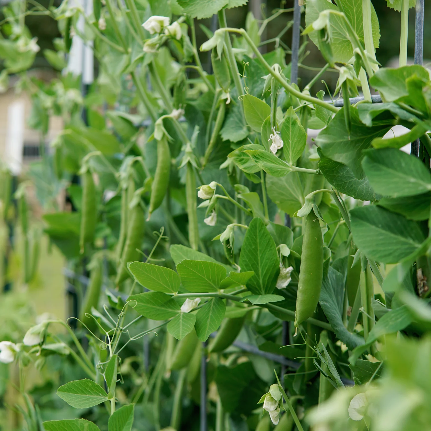 Super Sugar Snap Pea - Image 3