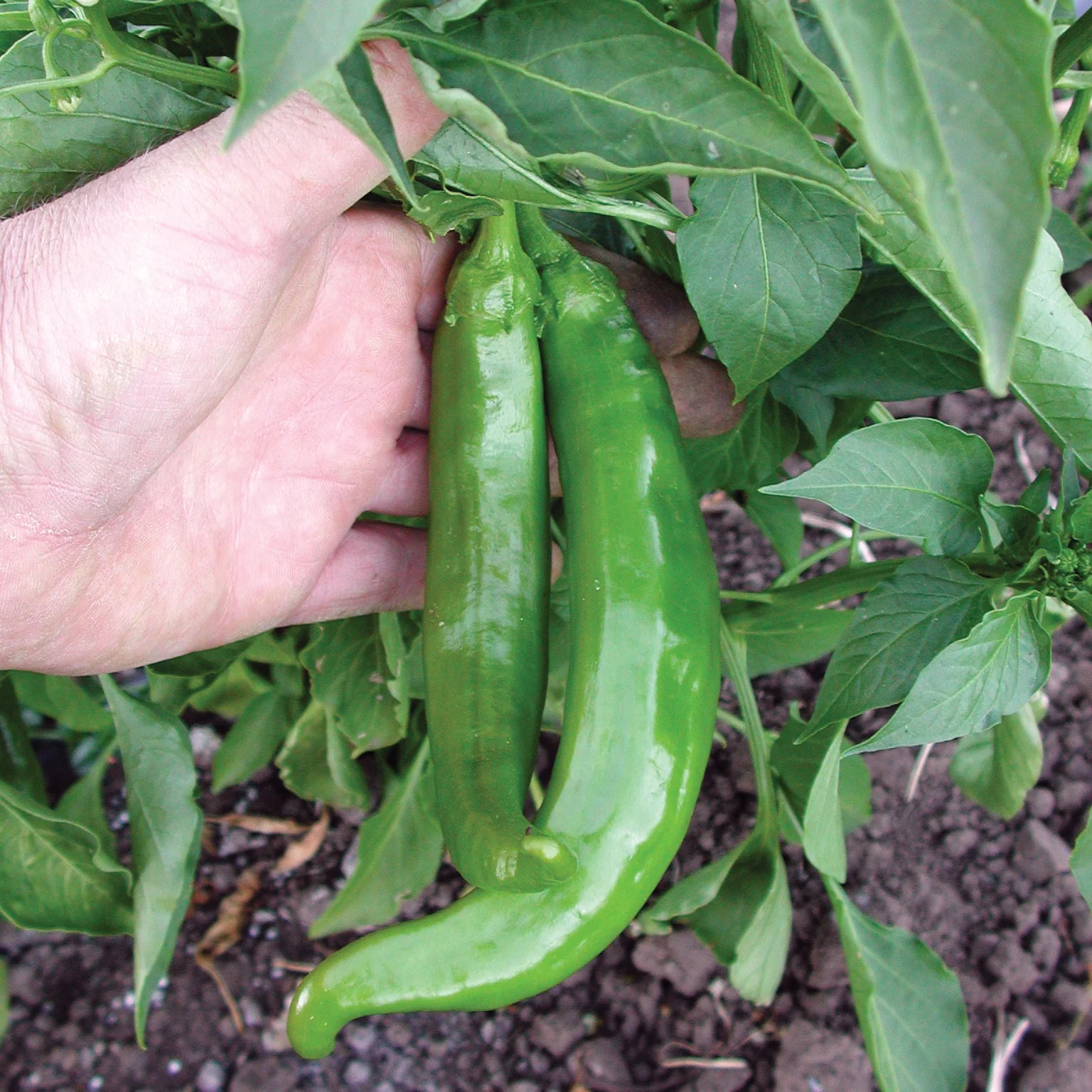 Anaheim College 64 Pepper - Image 3