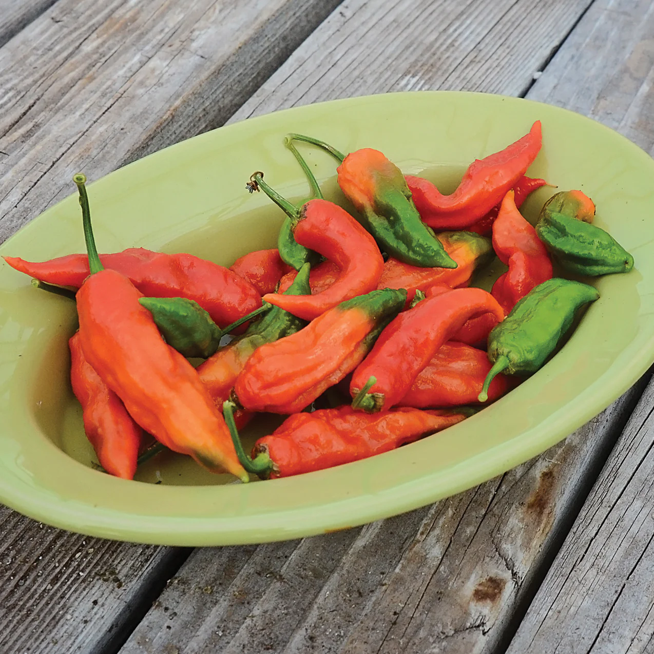 Ghost (Bhut Jolokia) Pepper