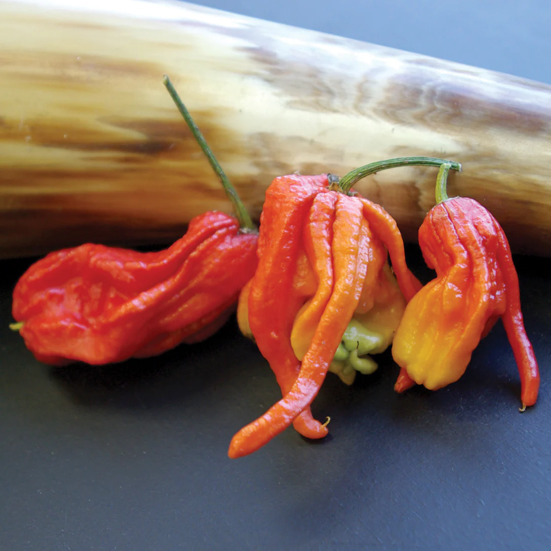 Ghost (Bhut Jolokia) Pepper - Image 2